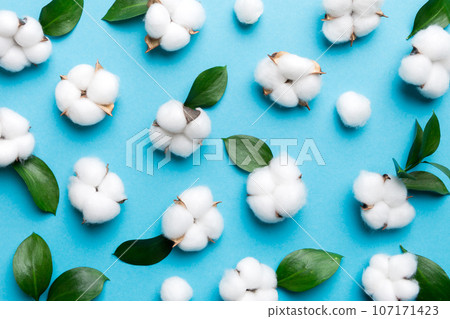 Autumn Floral Flat lay background composition. Dried white fluffy cotton flower branchwith green leaf top view on colored table with copy space Autumn Floral Flat lay background composition. Dried white fluffy cotton flower branchwith green leaf top view on colored table with copy space 107171423