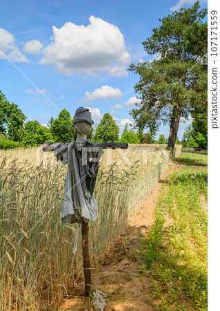 Ripe wheat field and farm in the background. Trees and blue sky. Harvesting. 107171559