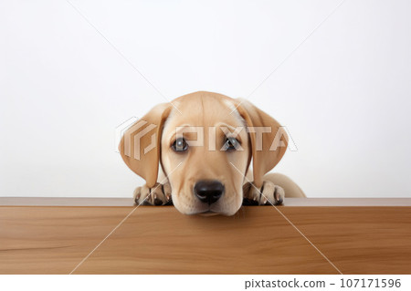 Tranquil Beige Labrador Enjoying Home 107171596