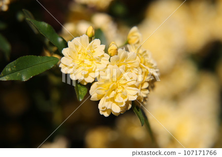 黃木玫瑰花 107171766