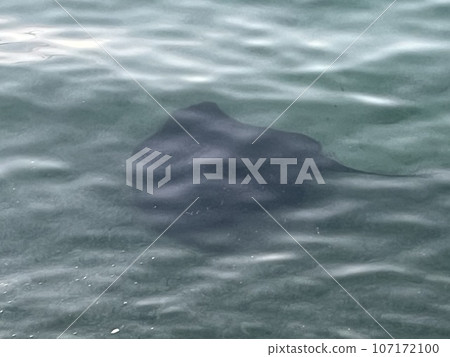 Manta Kamijy Urasoe City 107172100