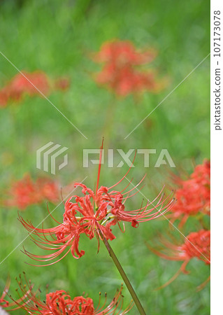 Cluster amaryllis 107173078