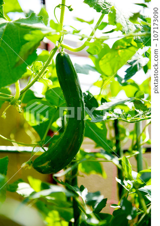 即將收穫的美味黃瓜，準備食用的黃瓜。 107173090