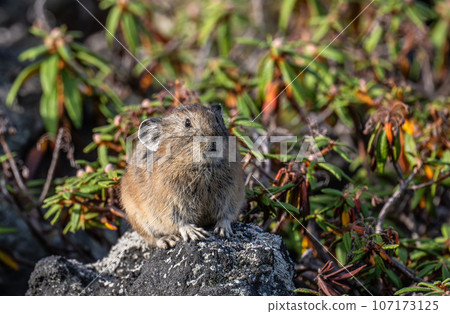 A cute pika that appeared on the rock 107173125