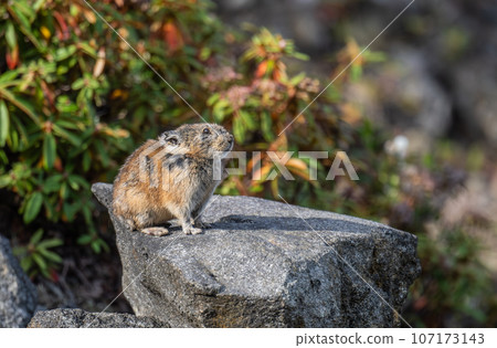 A cute pika that appeared on the rock 107173143
