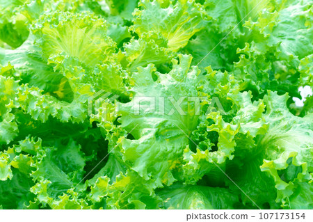 Fresh lettuce leaves, close up of organic healthy green lettuce plants at farm 107173154