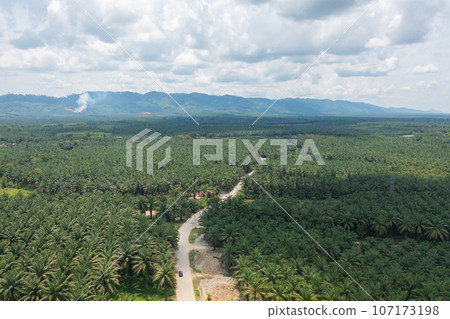 Aerial top view of lush green trees from above in tropical forest in national park in summer season. Natural landscape. Pattern texture background. 107173198