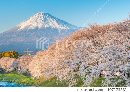 Mt Fuji and Cherry Blossom Tree, Japan and river in Spring. Mt Fuji and Cherry Blossom Tree, Japan and river in Spring. 107173281
