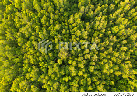 Aerial top view of lush green trees from above in tropical forest in national park in summer season. Natural landscape. Pattern texture background. Aerial top view of lush green trees from above in tropical forest in national park in summer season. Natural landscape. Pattern texture background. 107173290