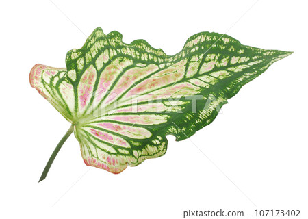 Tropical leaf isolated on white background 107173402