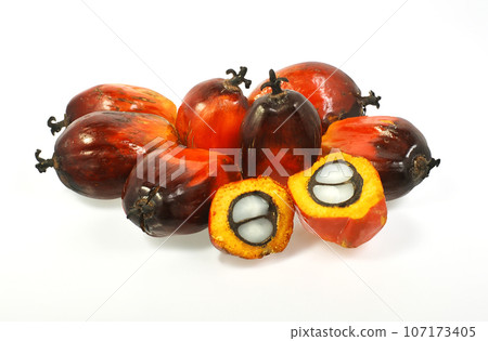 Group of oil palm fruits isolated on white background. Group of oil palm fruits isolated on white background. 107173405