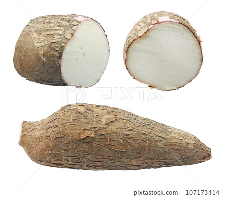 Yucca cassava roots, isolated on white Yucca cassava roots, isolated on white 107173414