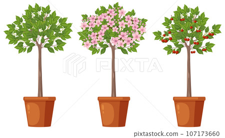 Stages of Cherry Tree Growth Vector Stages of Cherry Tree Growth Vector 107173660