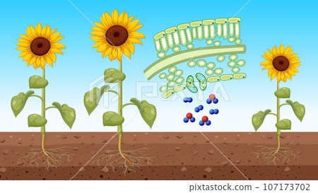 Sunflower showing leaf cell 107173702