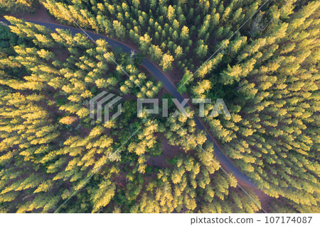 Aerial top view of lush green trees from above in tropical forest in national park in summer season. Natural landscape. Pattern texture background. 107174087