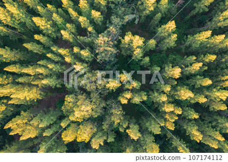 Aerial top view of lush green trees from above in tropical forest in national park in summer season. Natural landscape. Pattern texture background. 107174112