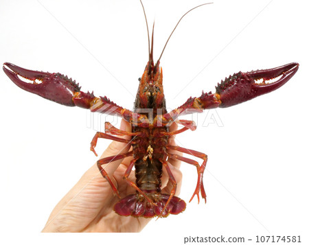 小龍蝦張開雙臂的背面 小龍蝦張開雙臂的背面 107174581