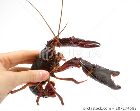 Caught American crayfish Caught American crayfish 107174582