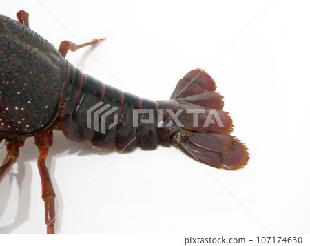 小龍蝦尾巴的特寫 小龍蝦尾巴的特寫 107174630