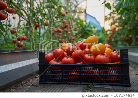 Box with red and orange tomatoes on the background of a greenhouse Box with red and orange tomatoes on the background of a greenhouse 107174634