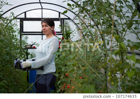 Woman harvesting tomatoes in a greenhouse. 107174635