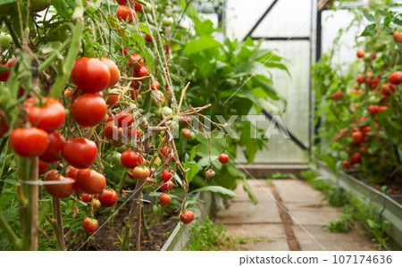 Greenhouse with tomatoes on a branch. Greenhouse with tomatoes on a branch. 107174636