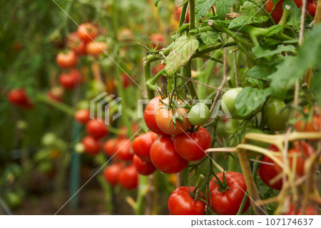 Red tomatoes on a branch in a greenhouse. Red tomatoes on a branch in a greenhouse. 107174637