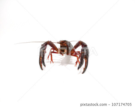 American crayfish 107174705
