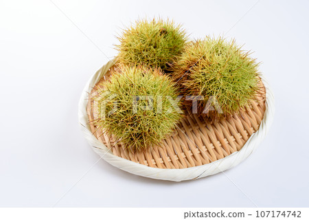 收穫顏色從綠色開始變化的牡蠣。 收穫顏色從綠色開始變化的牡蠣。 107174742