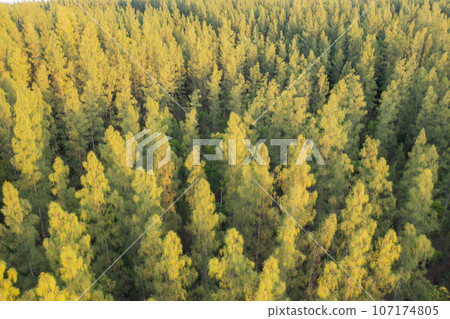 Aerial top view of lush green trees from above in tropical forest in national park in summer season. Natural landscape. Pattern texture background. Aerial top view of lush green trees from above in tropical forest in national park in summer season. Natural landscape. Pattern texture background. 107174805
