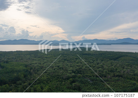 Aerial top view of a garden park with green mangrove forest trees, river, pond or lake. Nature landscape background, Thailand. 107175187