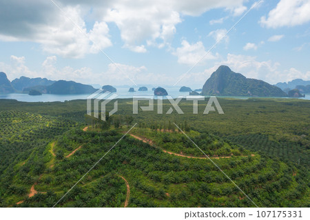 Aerial top view of Samet Nangshe, Phang Nga, lush green trees from above in tropical forest in national park in summer season. Natural landscape. Pattern texture background. 107175331
