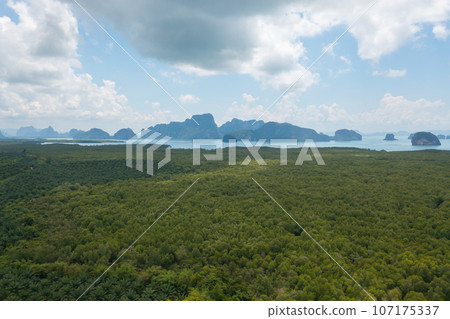 Aerial top view of Samet Nangshe, Phang Nga, lush green trees from above in tropical forest in national park in summer season. Natural landscape. Pattern texture background. 107175337
