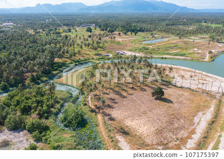 Aerial view of coconut or palm trees with sea beach shore. Nature landscape forest background in agriculture farm concept, Ratchaburi, Thailand. Food crops. 107175397