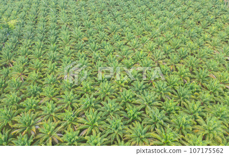 Aerial view of coconut or palm trees. Nature landscape forest background in agriculture farm concept, Ratchaburi, Thailand. Food crops. Aerial view of coconut or palm trees. Nature landscape forest background in agriculture farm concept, Ratchaburi, Thailand. Food crops. 107175562