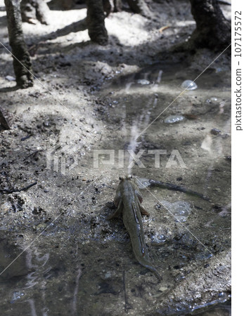 Mudskipper amphibious lungfish fish 107175572