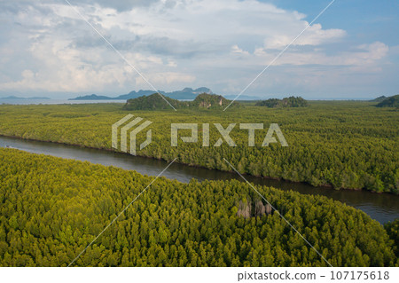 Aerial top view of a garden park with green mangrove forest trees, river, pond or lake. Nature landscape background, Thailand. 107175618