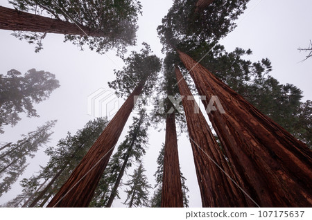 Giant Sequoias in Mariposa Grove 107175637