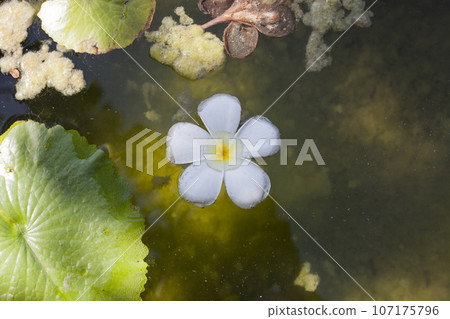 White tropical flower Plumeria on pond, top view White tropical flower Plumeria on pond, top view 107175796