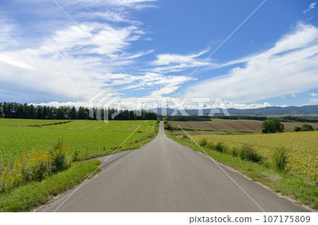 北海道美瑛的筆直道路 107175809