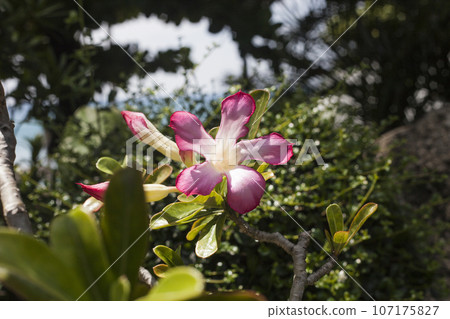 Adenium pink tropical flower on tree branch Adenium pink tropical flower on tree branch 107175827