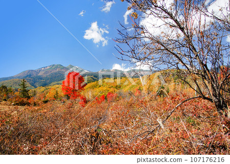 Autumn leaves of Norikura highland maple Autumn leaves of Norikura highland maple 107176216