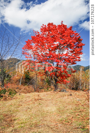 乘鞍高原的楓葉 107176228