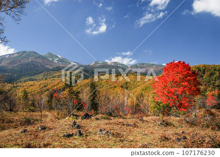 Norikura高地槭樹秋葉 107176230