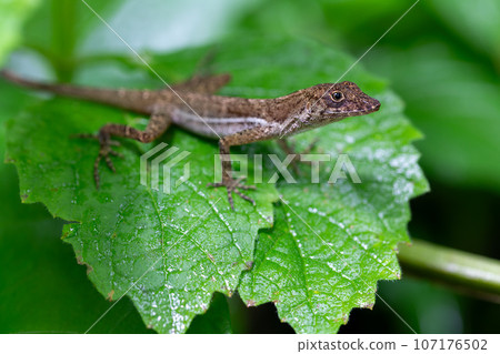 Anolis polylepis, small lizard in Quepos, Costa Rica wildlife 107176502