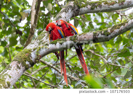 Scarlet macaw, Ara macao, Quepos Costa Rica. 107176503