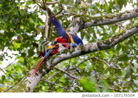 Scarlet macaw, Ara macao, Quepos Costa Rica. 107176504