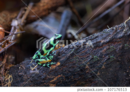 Green-and-black poison dart frog (Dendrobates auratus), Arenal, Costa Rica Green-and-black poison dart frog (Dendrobates auratus), Arenal, Costa Rica 107176513