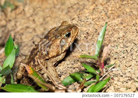 Rhinella horribilis, giant toad located in Mesoamerica and north-western South America. Costa Rica wildlife Rhinella horribilis, giant toad located in Mesoamerica and north-western South America. Costa Rica wildlife 107176527