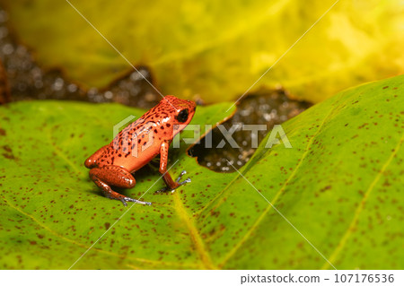 Strawberry poison-dart frog, Oophaga pumilio, formerly Dendrobates pumilio, Tortuguero, Costa Rica wildlife 107176536